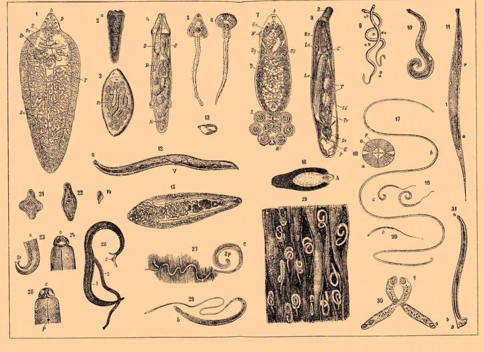 druhy parazitov žijúcich v ľudskom tele