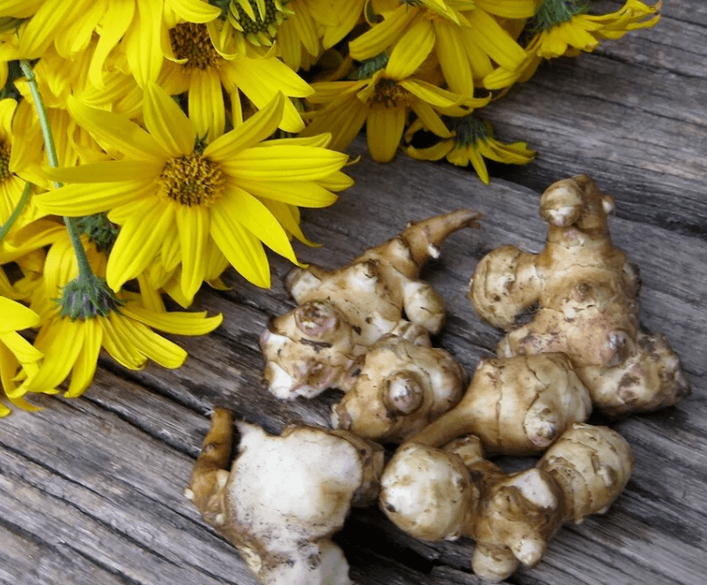 Topinambur na prípravu čerstvo vylisovanej šťavy proti parazitom