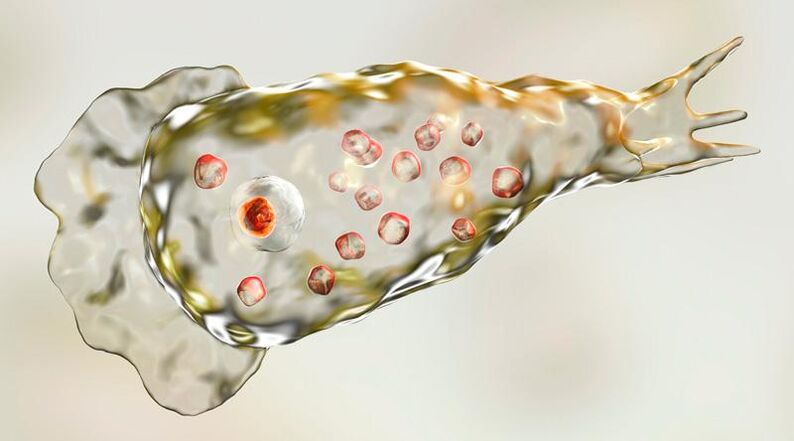 Améba Naegleria fowlera – žije v ľudskom mozgu a je smrteľným parazitom