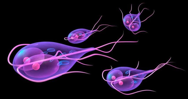 Giardia, ktorá žije v tenkom čreve človeka