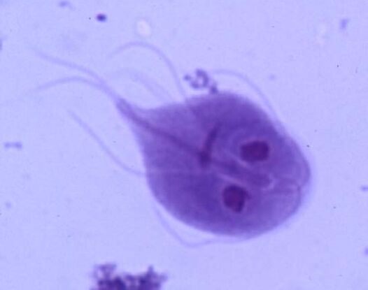 Giardia z ľudského tela